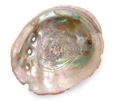 Abalone Shells